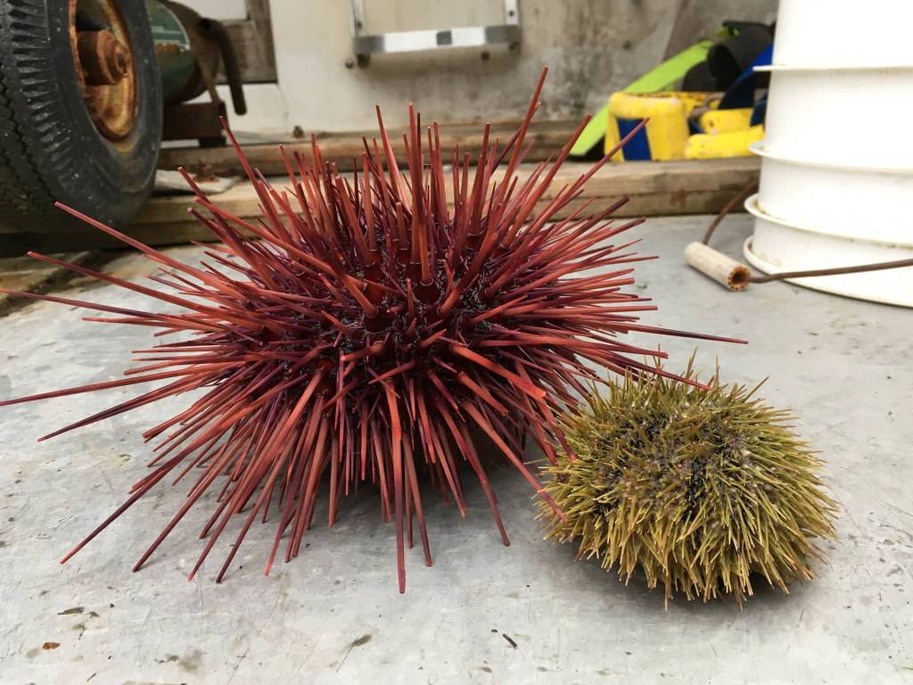 A deep dive into the San Juan Islands urchin fishery