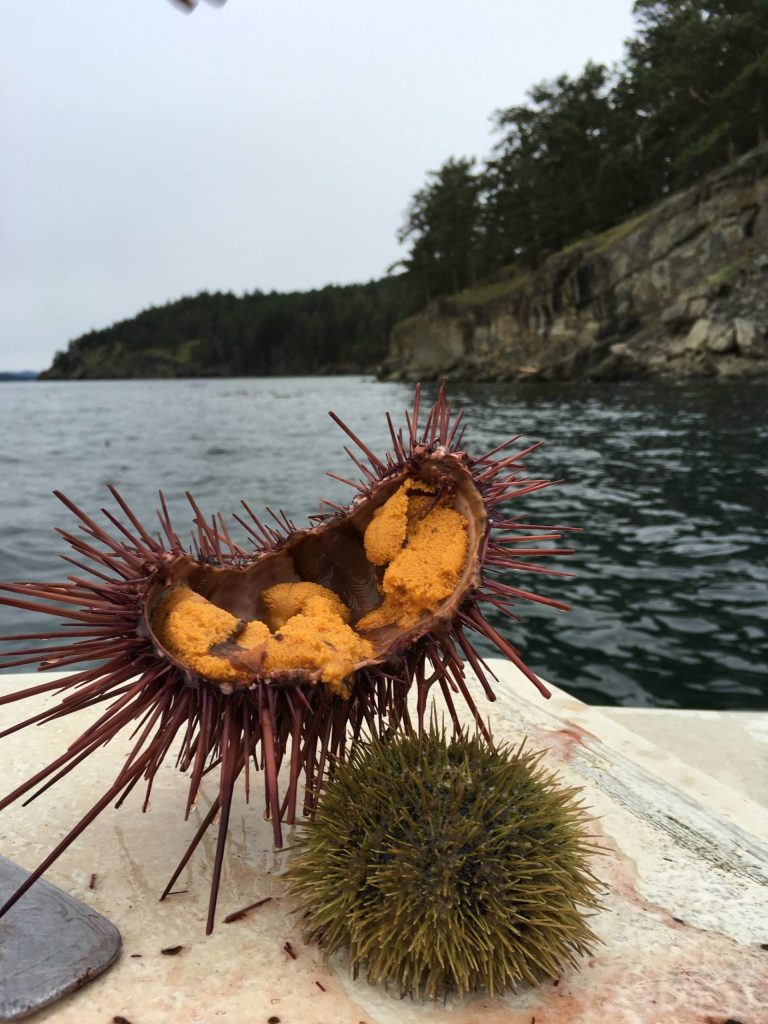 A deep dive into the San Juan Islands urchin fishery