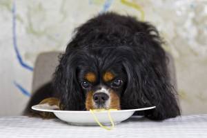 Mardi Paws ‘Spay’ghetti dinner 2020