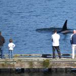 Howard Garrett, Orca Network/Contributed photo                                Transient orca T46B2, 4-7-20, Holmes Harbor.