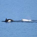T46B1B, Tluk, 4-7-20, Holmes Harbor (Howard Garrett, Orca Network)