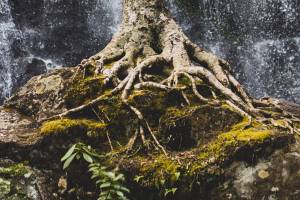 Remaining rooted: A sense of place