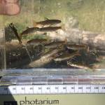 Never underestimate a salmon