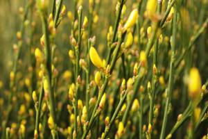 Scotch broom survey begins