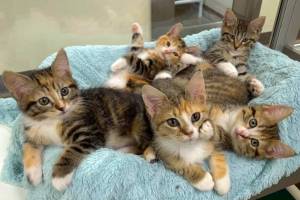 Thank you, San Juan Island Community Foundation