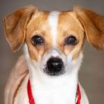 Pet of the Week | Oggie