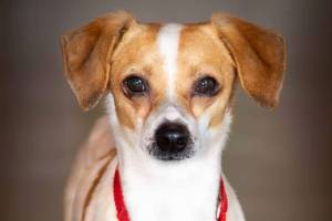 Pet of the Week | Oggie