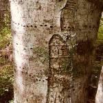 Trail Times: Spring discoveries