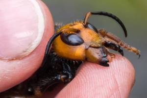 Asian Giant Hornet (Washington State Deparment of Agriculture photo)