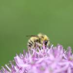 A bumblebee. (Mandi Johnson/staff photo)