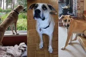 Moose. (Animal Protection Society-Friday Harbor)