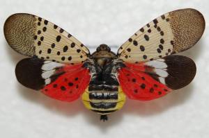 Spotted lanternfly. (Pennsylvania Department of Agriculture)