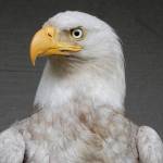 The rare leucistic bald eagle was treated by Wolf Hollow and released back into the wild. (Wolf Hollow/contributed photo)