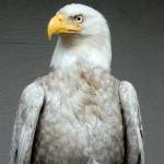 The rare leucistic bald eagle was treated by Wolf Hollow and released back into the wild. (Wolf Hollow/contributed photo)