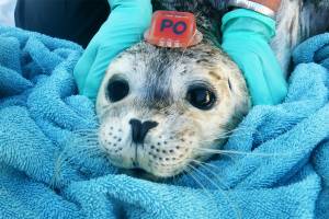 (Wolf Hollow/contributed photo)