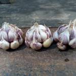 Danielle Arnott won a blue ribbon for garlic, from Lopez Island. (Contributed photo)