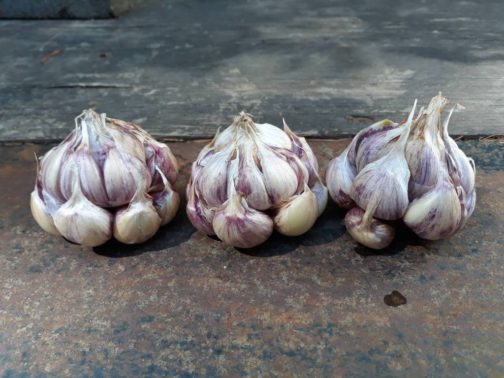 Danielle Arnott won a blue ribbon for garlic, from Lopez Island. (Contributed photo)