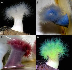 Metridium farcimen (A) before injection and injected with 1.0 mL of (B) 10% methylene blue, (C) 10% neutral red, and (D) 0.25% fluorescein. Endodermal tissue in the column and tentacles as well as cinclides are clearly marked in stained anemones. (Contributed photo)