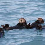 National Oceanic and Atmospheric Administration/contributed photo