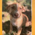 Annie before her adoption.