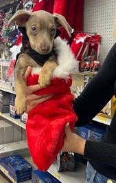 Misha in a stocking.