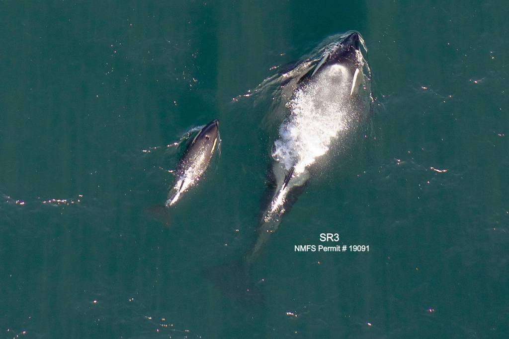 Aerial photo of L125 with mother L86. (John Durban and Holly Fernbach, SR3/Contributed photo)
