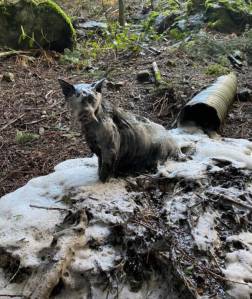 Michel Vis photo
A suds-soaked Otto after being flushed out of the drainage ditch.