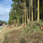 Neatly stacked brush piles line Orcas Road along Barb and Sam Pesola's property awaiting burning. 
 (Contributed photo)