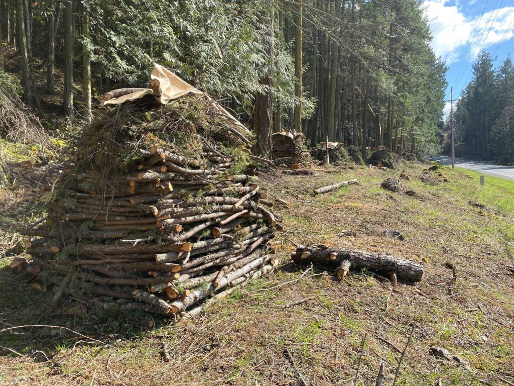 Neatly stacked brush piles line Orcas Road along Barb and Sam Pesola's property awaiting burning. (Contributed photo)