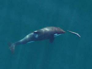 A young resident killer whale chases a chinook salmon in the Salish Sea near San Juan Island, in September 2017. Image obtained under NMFS permit #19091. Photograph by John Durban (NOAA Fisheries/Southwest Fisheries Science Center), Holly Fearnbach (SR3: SeaLife Response, Rehabilitation and Research) and Lance Barrett-Lennard (Vancouver Aquariums Coastal Ocean Research Institute).