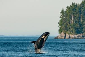 (Photo credit: Thomas Lipke, Unsplash)