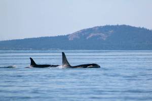 Taylor Shedd/contributed photo