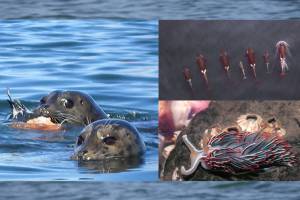 Photos from the EPA report landing page