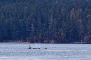 J-Pod in San Juan Channel on their last visit to the Salish Sea on April 10. (Orca Behavior Institute photo)