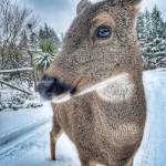 (Amber Chenoweth photo)