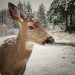 (Amber Chenoweth photo)