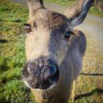 (Amber Chenoweth photo)