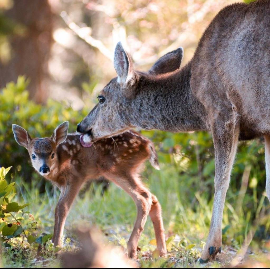 (Amber Chenoweth photo)