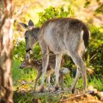 (Amber Chenoweth photo)