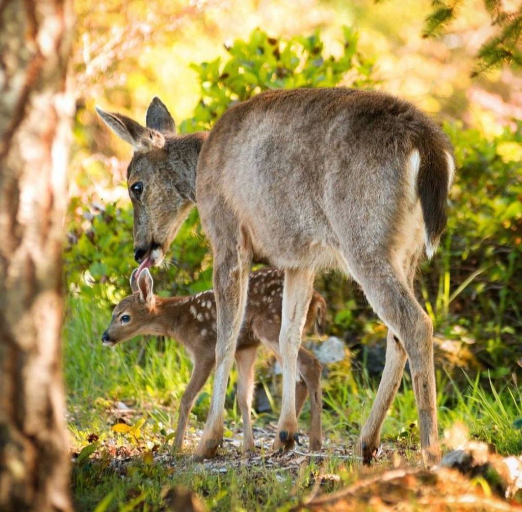 (Amber Chenoweth photo)