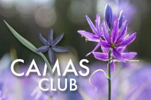 Logo contributed; photo from Adobe stock