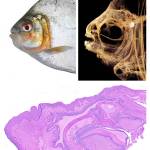 Contributed photo
Left: The Redhook pacu, Myloplus, (adopted from Huie et al. 2019) vs. in CT. Below is a histology section through the lower lip revealing layers of collagen, keratin and other materials that help this species grab and hold onto food.