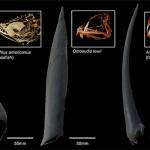 3D prints and CT scans of three different fishes with canine-like teeth. These 3D prints are scaled up from the original size of the fish, allowing us to interpret their shape with new perspective. (Contributed photo)