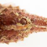 Top (dorsal) view of a Pacific spiny lumpsucker, a favorite fish at FHL and one of the many armored fishes we find in our local subtidal ecosystems. (Contributed photo)