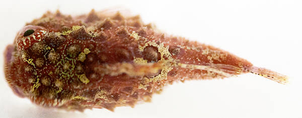 Top (dorsal) view of a Pacific spiny lumpsucker, a favorite fish at FHL and one of the many armored fishes we find in our local subtidal ecosystems. (Contributed photo)
