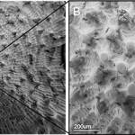 Scanning electron microscope images of spiny lumpsucker scales. These images showcase damage that we find scarring the outside of lumpsucker armor. Looking at damage lets us make predictions about how the armor is used. (Contributed photo)
