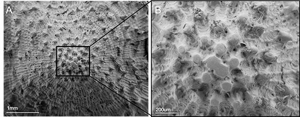 Scanning electron microscope images of spiny lumpsucker scales. These images showcase damage that we find scarring the outside of lumpsucker armor. Looking at damage lets us make predictions about how the armor is used. (Contributed photo)