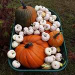 Photo courtesy of Crystal Federico
Wheelbarrow full of gourds and pumpkins
Photo courtesy of Crystal Federico
Wheelbarrow full of gourds and pumpkins