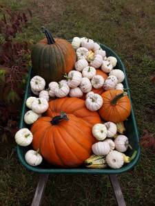 Photo courtesy of Crystal Federico
Wheelbarrow full of gourds and pumpkins
Photo courtesy of Crystal Federico
Wheelbarrow full of gourds and pumpkins