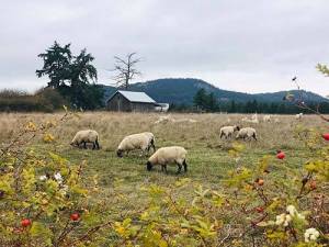 Contributed photo 
Sheep at The King Sisters Preserve.